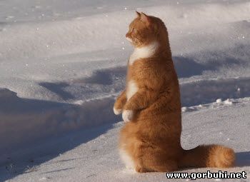 Китикеты обожающие баловаться со снегом
