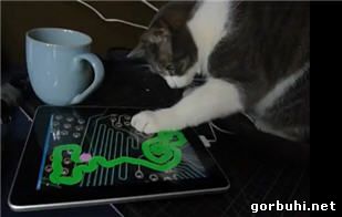 Кот и высокие технологии
