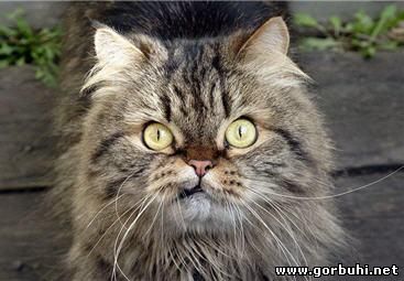 Кота замучил розовый голюцинохрен