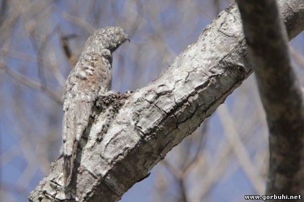 Козодой, которого нереально заметить