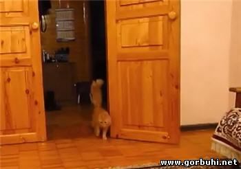 Неудержимая реакция мохнолапого котейки на звук из Mario