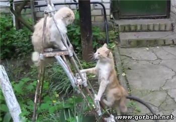 Сверхзвуковой кошак