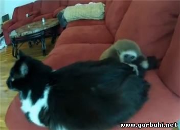 Невозмутимый котяра и шаловливый макакин